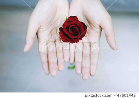 young woman two hands holding red rose flower  47601442