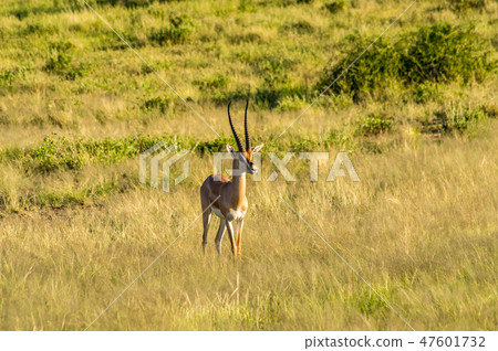 Antelope seen in profile in the savannah Antelope seen in profile in the savannah 47601732