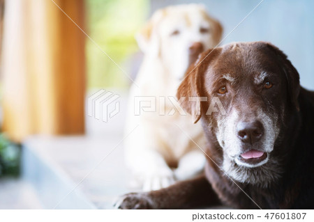 The dogs two sleeps waiting owner guard The dogs two sleeps waiting owner guard 47601807