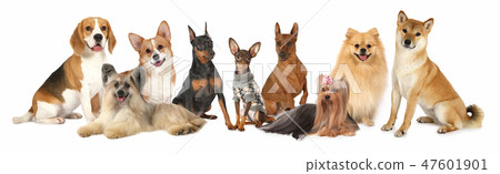 Group of Various Size Dogs Group of Various Size Dogs 47601901