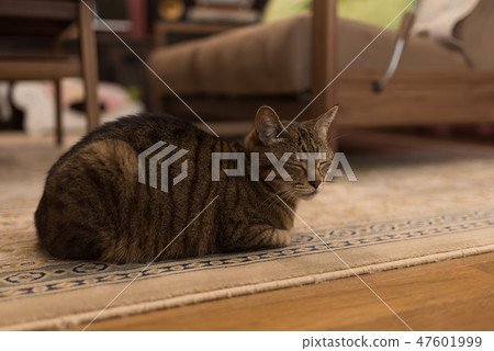Cat  47601999