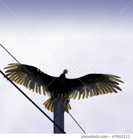 Turkey Vulture (cathartes aura) 47602312