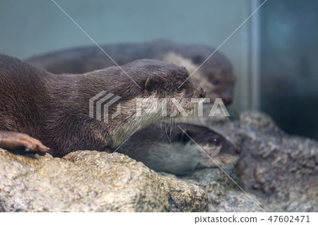獺 獺 47602471
