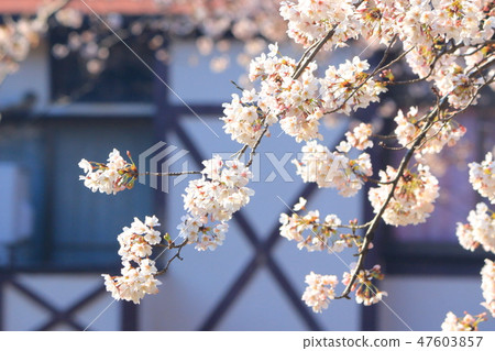 Cherry Blossoms	 47603857