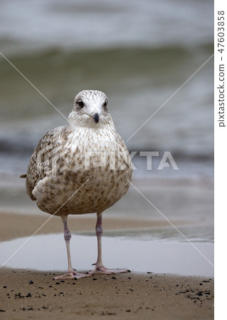 Herring Gull near the sea  47603858
