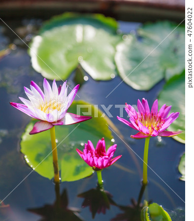 white and purple water lily (lotus) flower in pond white and purple water lily (lotus) flower in pond 47604022