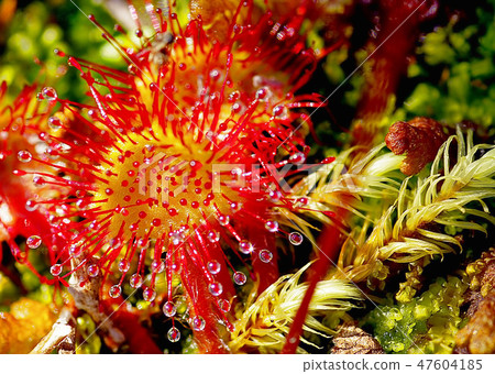 Sundew insectivorous sticky plant 47604185