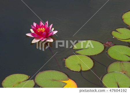 Water lily or lotus blossom on surface of pond Water lily or lotus blossom on surface of pond 47604192