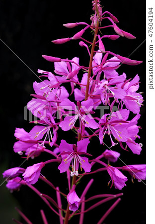 Beautiful flowers of Willow-herb or Ivan-tea Beautiful flowers of Willow-herb or Ivan-tea 47604194