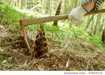 Bamboo shoot hunting bamboo shoot image Bamboo shoot hunting bamboo shoot image 47604310