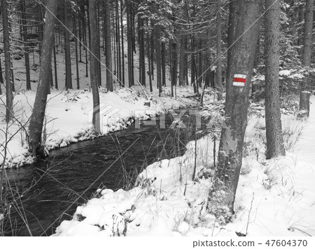 snow covered forest water stream creek with trees, branches and stones, idyllic winter landscape in 47604370