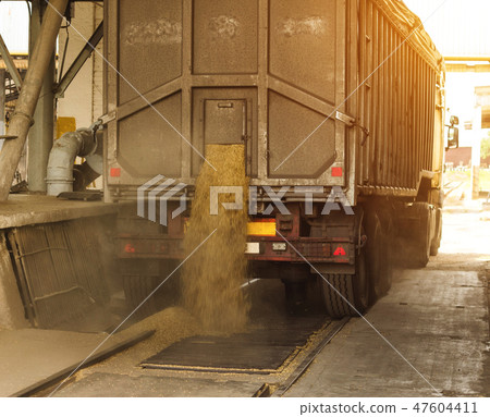 A truck unloads grain at a grain storage and processing plant, a grain storage facility, unloading 47604411
