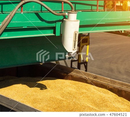 From a grain-laden lorry take grain for analysis, grain processing, analysis corn 47604521