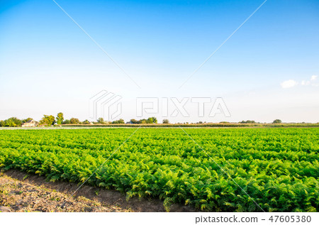 plantations of carrots grow in the field plantations of carrots grow in the field 47605380