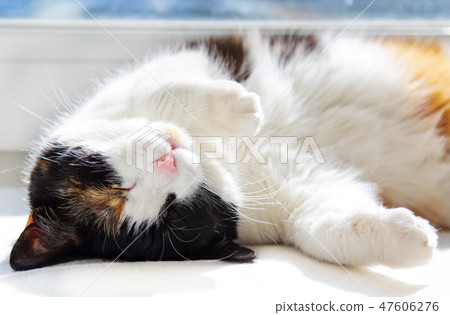 Three-colored cat sleeping on back. 47606276