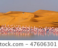 Combination of miracles Desert and water and flamingos 47606301