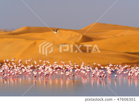 Combination of miracles Desert and water and flamingos 47606301