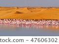 Combination of miracles Desert and water and flamingos 47606302