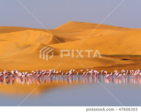 奇蹟的組合沙漠和水和火烈鳥 47606303