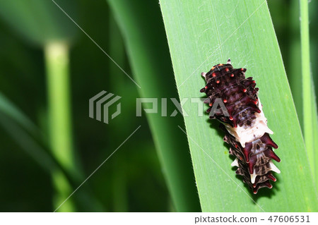 麝香的幼蟲 麝香的幼蟲 47606531