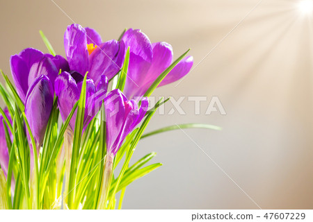 First spring flowers - bouquet of purple crocuses First spring flowers - bouquet of purple crocuses 47607229