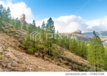 Mountain slope with pine trees and rocks Mountain slope with pine trees and rocks 47607286