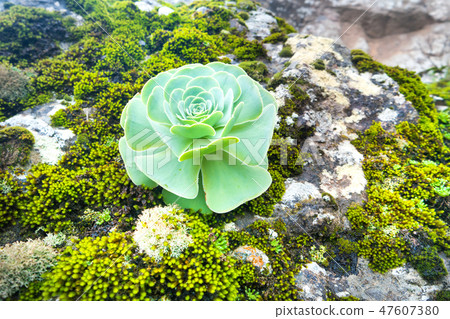 Green rosettes of succulent Aeonium arboreum Green rosettes of succulent Aeonium arboreum 47607380