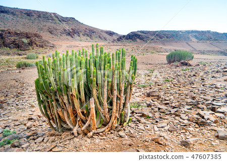 Dessert landscape with cactus Dessert landscape with cactus 47607385