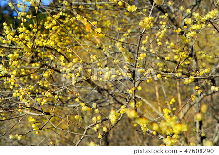 Rhubai Flower 08 47608290