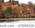  Autumn leaves and lake 47608326