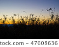 Weed of dusk 47608636
