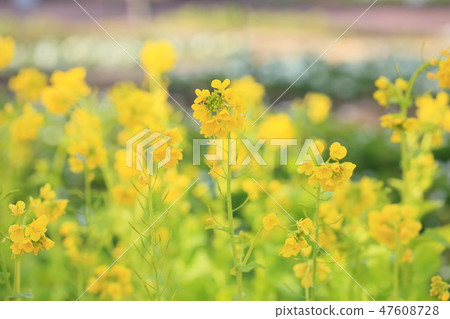 強姦開花 47608728