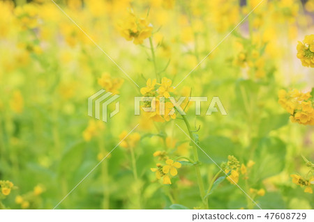 強姦開花 47608729