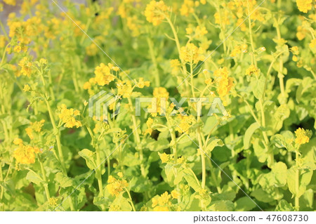 強姦開花 47608730