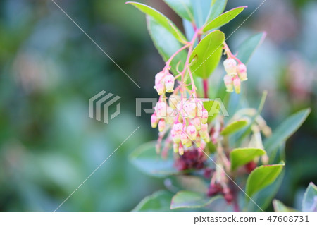 阿塞比花 47608731