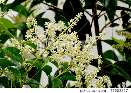 在三鷹中原的白色Murmurs花盛開 47608857