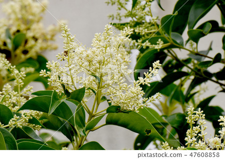 在三鷹中原的白色Murmurs花盛開 47608858