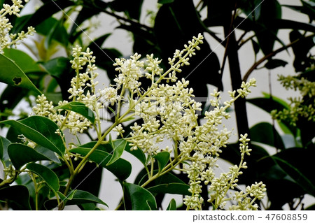 在三鷹中原的白色Murmurs花盛開 在三鷹中原的白色Murmurs花盛開 47608859