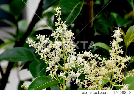 White Murmurs' Flower Blooming in Mitaka Nakahara 47608860