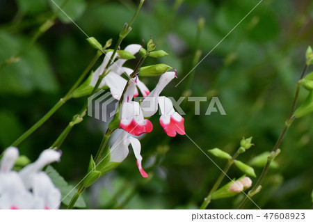 White salvia microfilla blooming in Mitaka Nakahara 47608923