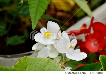 開花在三鷹中原的白色秋海棠 開花在三鷹中原的白色秋海棠 47609081