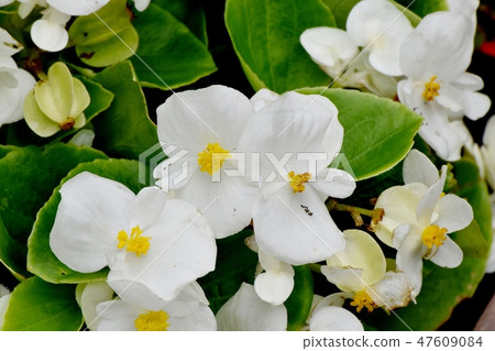 White Begonia blooming in Mitaka Nakahara 47609084