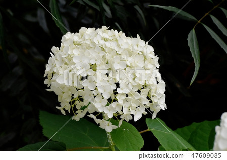  White hydrangea flower blooming in Mitaka Nakahara 47609085