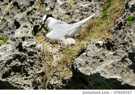 Miyakojima / wild bird 47609387