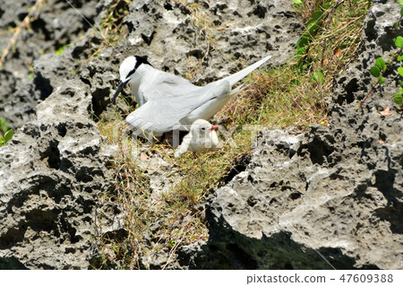 Miyakojima / wild bird 47609388