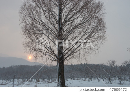 Winter Metasequoia Namiki Shiga Prefecture Makino Town Winter Metasequoia Namiki Shiga Prefecture Makino Town 47609472