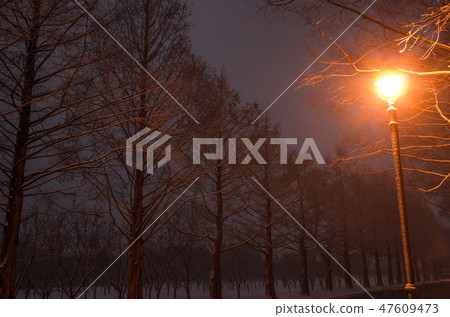 Winter Metasequoia Namiki Shiga Prefecture Makino Town 47609473