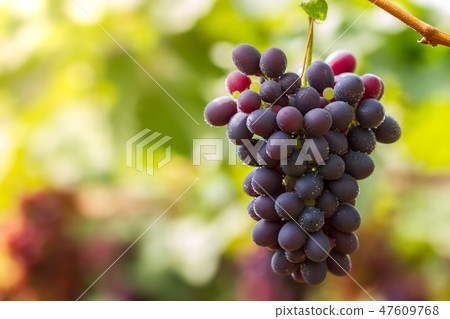 Bunch of grapes and drops of water on the tree. 47609768