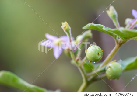 Solanum indicum on the tree in organic farm. 47609773