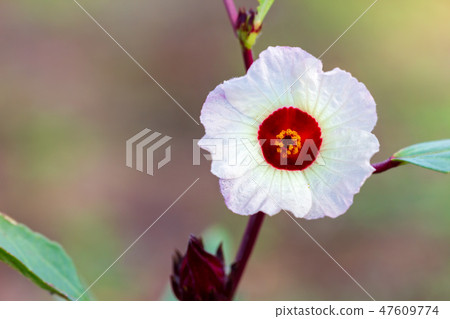 Roselle flower and leaves on the tree in morning. 47609774